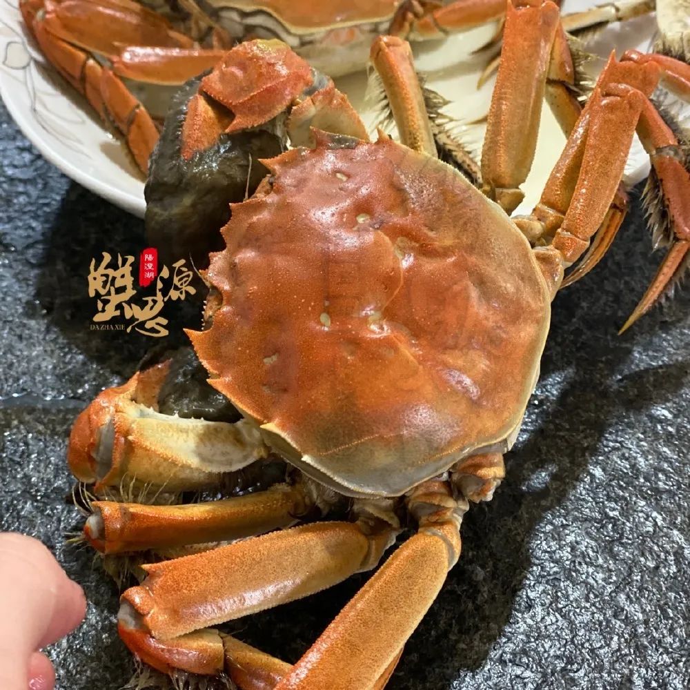 惦记了一整年！正宗阳澄湖大闸蟹，香嫩肥美，只只鲜活！休闲区蓝鸢梦想 - Www.slyday.coM