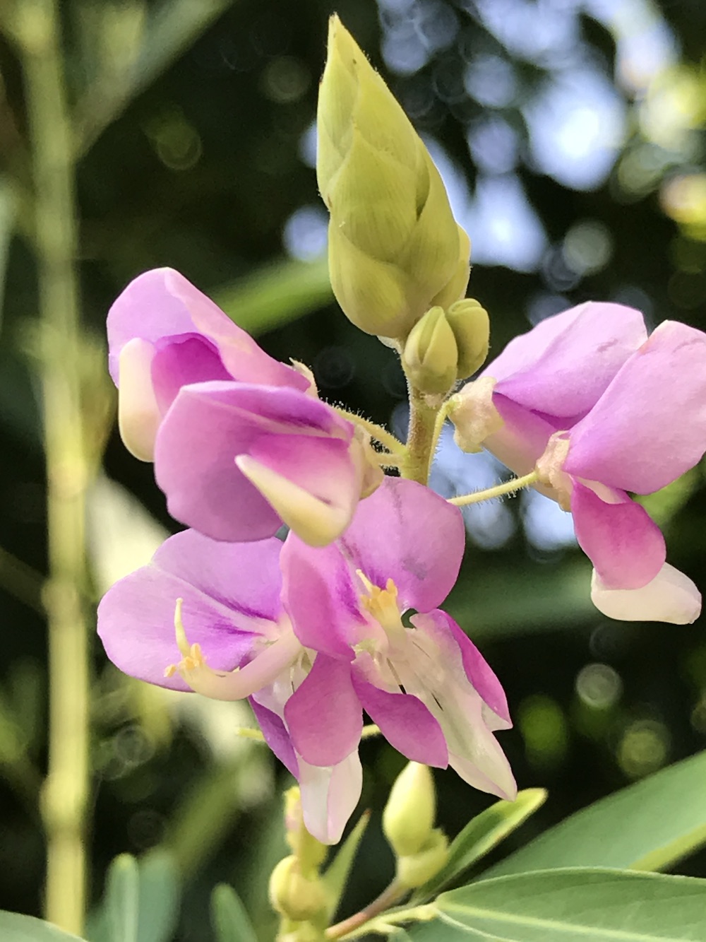 舞草的花,摄于厦门.&nbsp; &nbsp;张咏梅 图