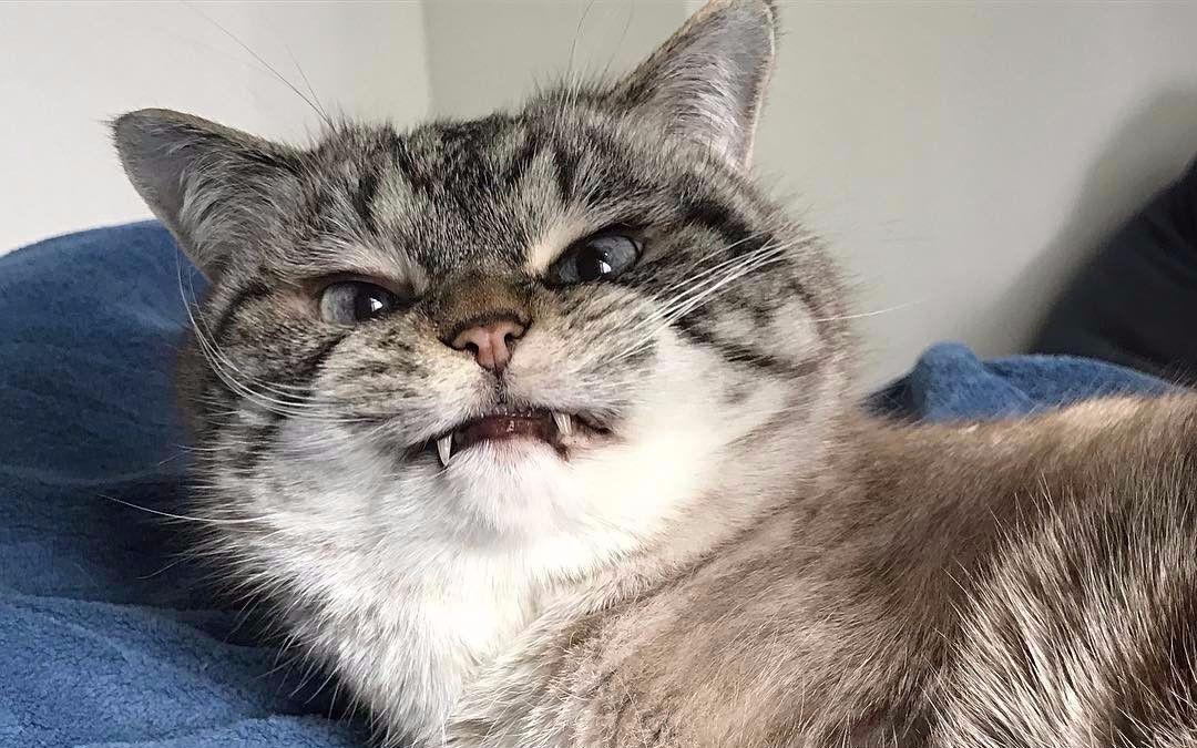 猫咪是真的爱你,还是把你当工具人?这五点就能分辨休闲区蓝鸢梦想 - Www.slyday.coM 猫咪是真的爱你,还是把你当工具人?这五点就能分辨休闲区蓝鸢梦想 - Www.slyday.coM