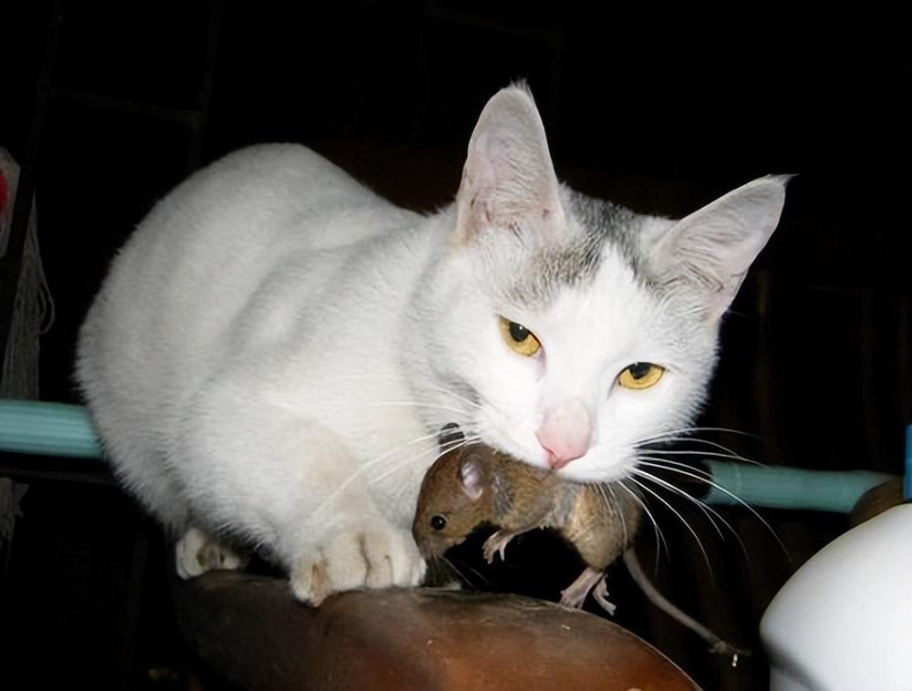 猫咪是真的爱你,还是把你当工具人?这五点就能分辨休闲区蓝鸢梦想 - Www.slyday.coM 猫咪是真的爱你,还是把你当工具人?这五点就能分辨休闲区蓝鸢梦想 - Www.slyday.coM