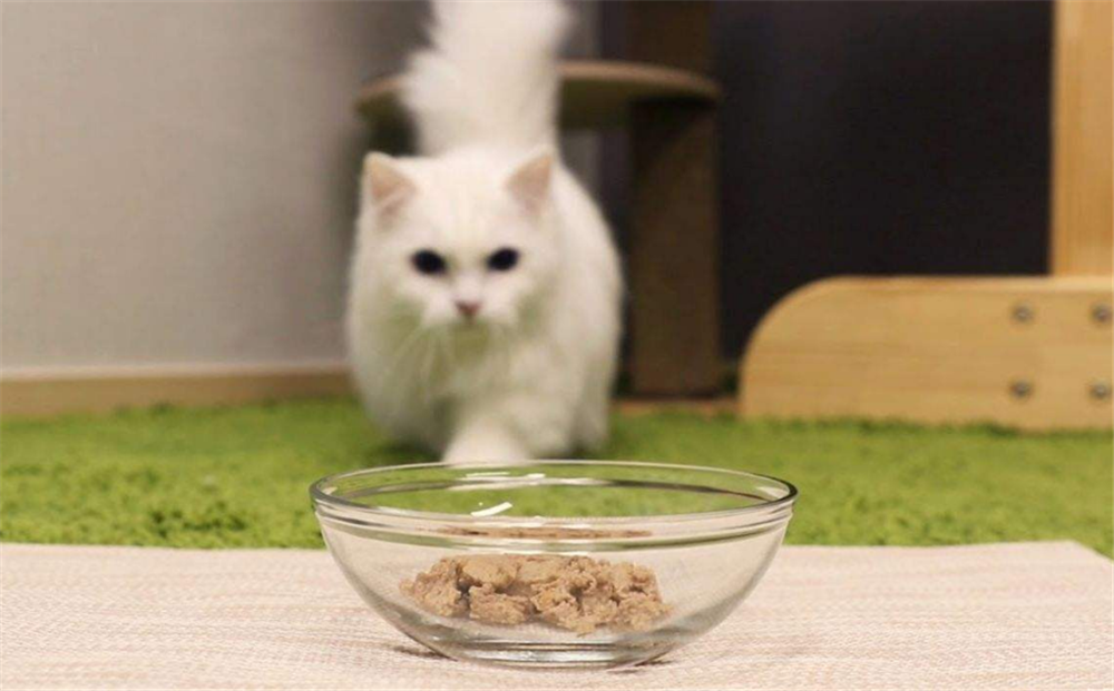 猫咪是真的爱你,还是把你当工具人?这五点就能分辨休闲区蓝鸢梦想 - Www.slyday.coM 猫咪是真的爱你,还是把你当工具人?这五点就能分辨休闲区蓝鸢梦想 - Www.slyday.coM