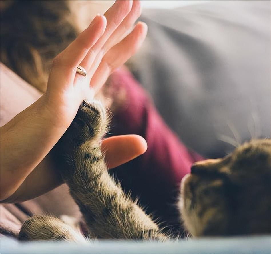 猫咪是真的爱你,还是把你当工具人?这五点就能分辨休闲区蓝鸢梦想 - Www.slyday.coM 猫咪是真的爱你,还是把你当工具人?这五点就能分辨休闲区蓝鸢梦想 - Www.slyday.coM