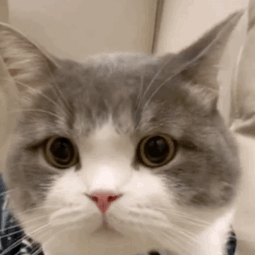 猫咪是真的爱你,还是把你当工具人?这五点就能分辨休闲区蓝鸢梦想 - Www.slyday.coM 猫咪是真的爱你,还是把你当工具人?这五点就能分辨休闲区蓝鸢梦想 - Www.slyday.coM