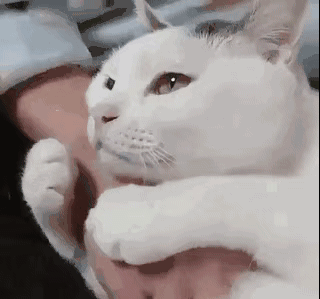 猫咪是真的爱你,还是把你当工具人?这五点就能分辨休闲区蓝鸢梦想 - Www.slyday.coM 猫咪是真的爱你,还是把你当工具人?这五点就能分辨休闲区蓝鸢梦想 - Www.slyday.coM