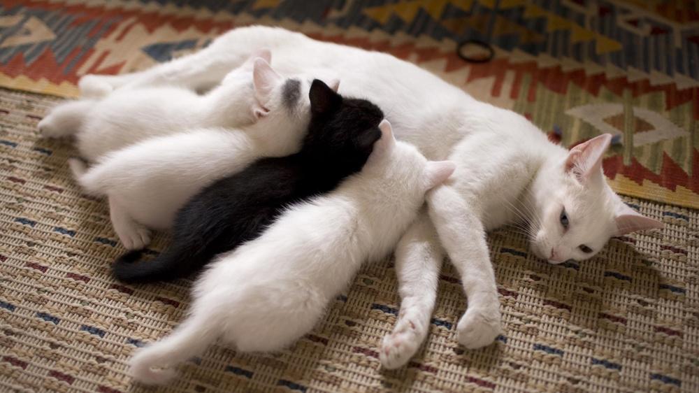 猫咪是真的爱你,还是把你当工具人?这五点就能分辨休闲区蓝鸢梦想 - Www.slyday.coM 猫咪是真的爱你,还是把你当工具人?这五点就能分辨休闲区蓝鸢梦想 - Www.slyday.coM