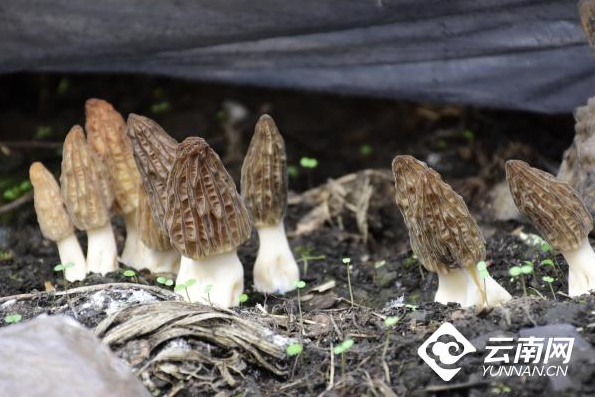 讲究！在云南，一年四季就是这么吃！休闲区蓝鸢梦想 - Www.slyday.coM