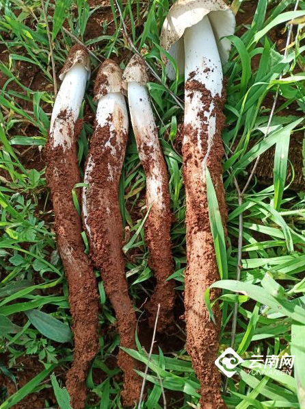 讲究！在云南，一年四季就是这么吃！休闲区蓝鸢梦想 - Www.slyday.coM