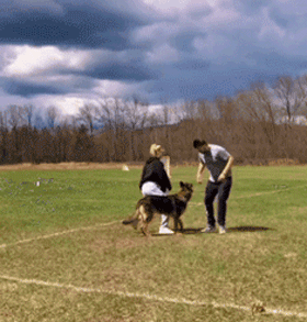 男女主人分开跑，边牧会选择跟谁？噗哈哈哈哈哈这也太难为狗了！休闲区蓝鸢梦想 - Www.slyday.coM