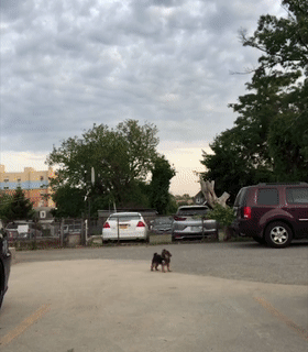 男女主人分开跑，边牧会选择跟谁？噗哈哈哈哈哈这也太难为狗了！休闲区蓝鸢梦想 - Www.slyday.coM