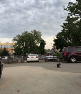 男女主人分开跑，边牧会选择跟谁？噗哈哈哈哈哈这也太难为狗了！休闲区蓝鸢梦想 - Www.slyday.coM