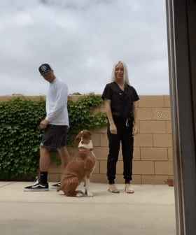 男女主人分开跑，边牧会选择跟谁？噗哈哈哈哈哈这也太难为狗了！休闲区蓝鸢梦想 - Www.slyday.coM