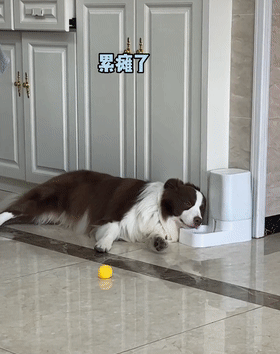 男女主人分开跑，边牧会选择跟谁？噗哈哈哈哈哈这也太难为狗了！休闲区蓝鸢梦想 - Www.slyday.coM