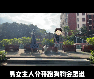 男女主人分开跑，边牧会选择跟谁？噗哈哈哈哈哈这也太难为狗了！休闲区蓝鸢梦想 - Www.slyday.coM