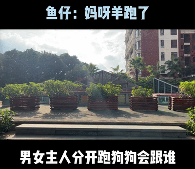 男女主人分开跑，边牧会选择跟谁？噗哈哈哈哈哈这也太难为狗了！休闲区蓝鸢梦想 - Www.slyday.coM