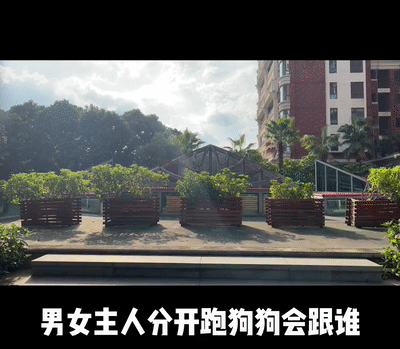 男女主人分开跑，边牧会选择跟谁？噗哈哈哈哈哈这也太难为狗了！休闲区蓝鸢梦想 - Www.slyday.coM