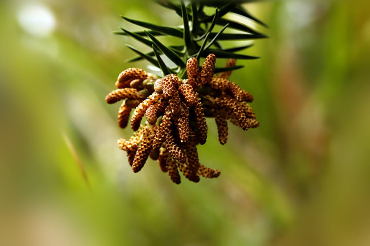 杉树作为速生树种,再生力比较强,没有明显的主根,侧根,浅根性,须根