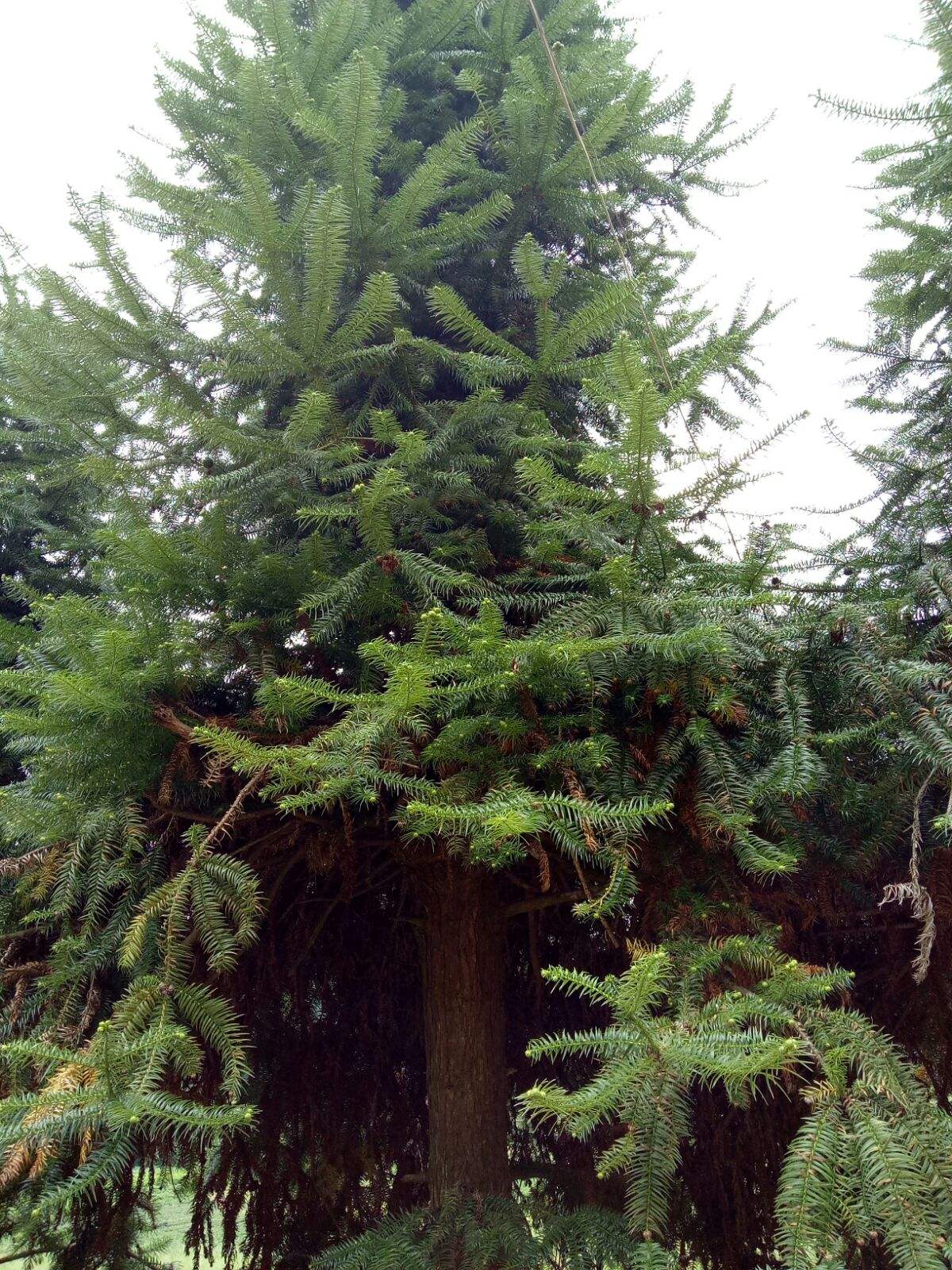 杉木结的果实,号称天然的圣果,特别厉害与珍贵的用途,值得了解__财经