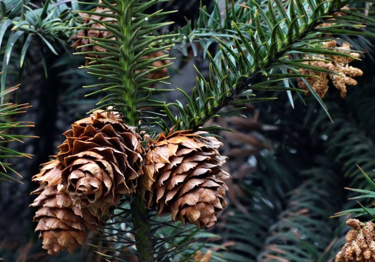 今天我们来分享农村常见的高大乔木,它的学名叫做杉树,杉树的叶子非常