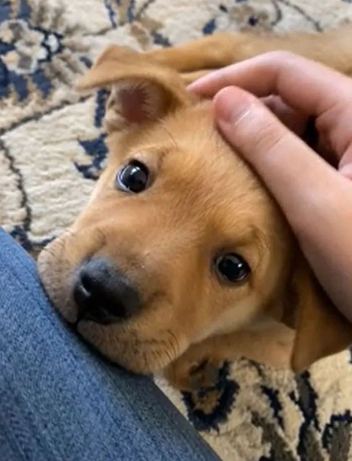 狗狗截肢后被领养，看到新主人的那刻，网友们泪目了！休闲区蓝鸢梦想 - Www.slyday.coM