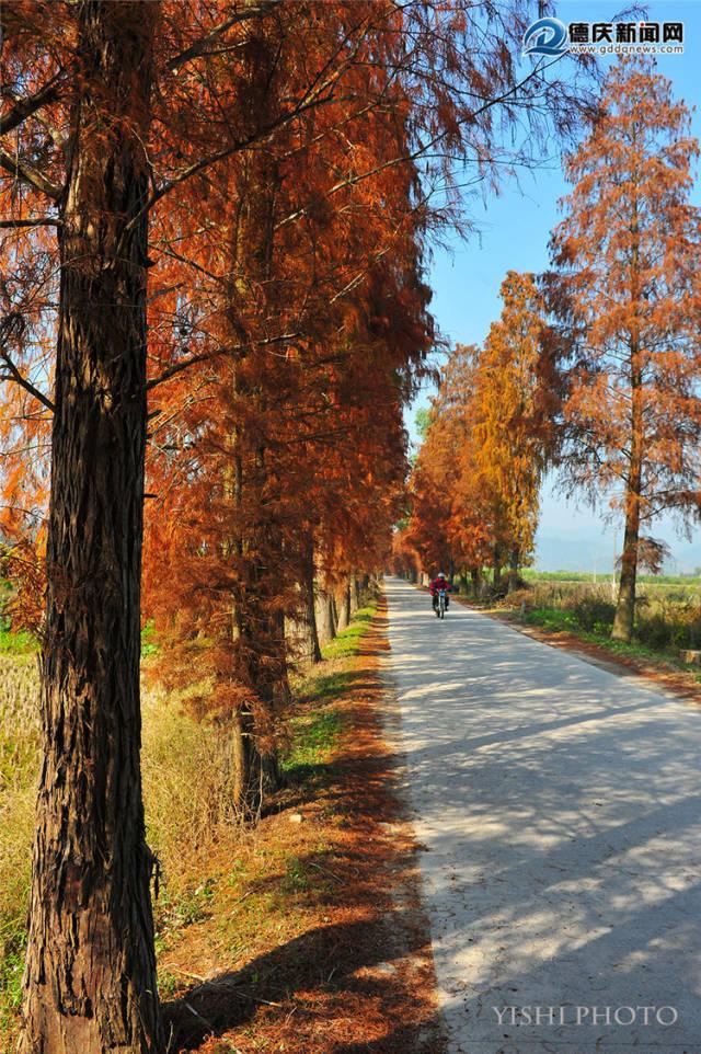 美醉了！肇庆最美秋色陆续上线，惊艳的风景都在这里了休闲区蓝鸢梦想 - Www.slyday.coM