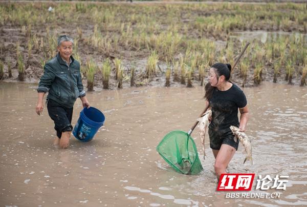 舌尖上的稻田！假期的最后一天，看看抓稻花鱼的苗乡妹子有多快乐休闲区蓝鸢梦想 - Www.slyday.coM