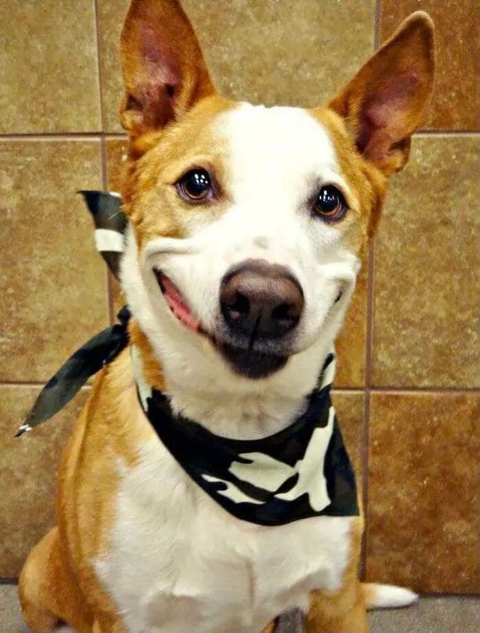 狗狗截肢后被领养，看到新主人的那刻，网友们泪目了！休闲区蓝鸢梦想 - Www.slyday.coM