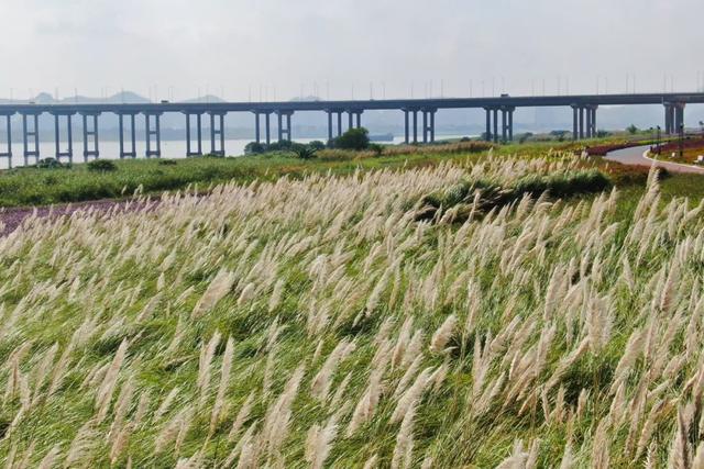 美醉了！肇庆最美秋色陆续上线，惊艳的风景都在这里了休闲区蓝鸢梦想 - Www.slyday.coM