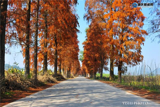 美醉了！肇庆最美秋色陆续上线，惊艳的风景都在这里了休闲区蓝鸢梦想 - Www.slyday.coM