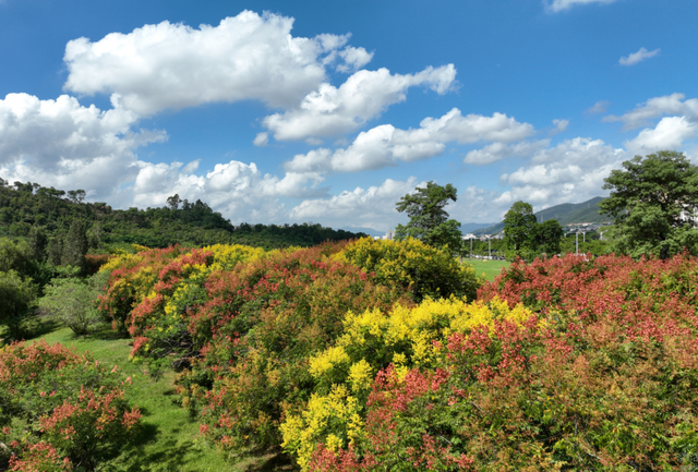 美醉了！肇庆最美秋色陆续上线，惊艳的风景都在这里了休闲区蓝鸢梦想 - Www.slyday.coM
