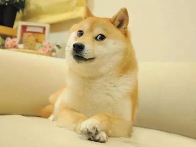 光知道用【Doge】表情,你知道Doge是什么狗么?__财经头条