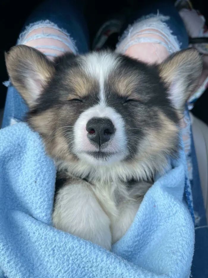 狗狗截肢后被领养，看到新主人的那刻，网友们泪目了！休闲区蓝鸢梦想 - Www.slyday.coM