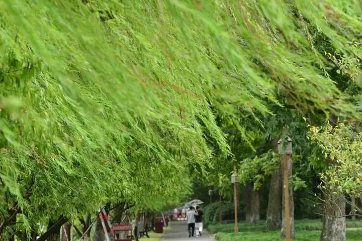 最低8℃，冷到穿秋裤！美好的秋天去哪里了？休闲区蓝鸢梦想 - Www.slyday.coM