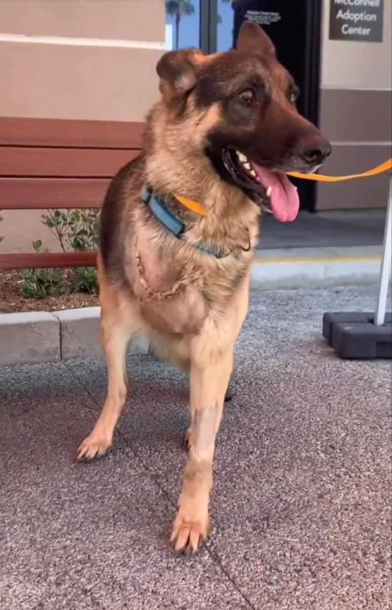 狗狗截肢后被领养，看到新主人的那刻，网友们泪目了！休闲区蓝鸢梦想 - Www.slyday.coM