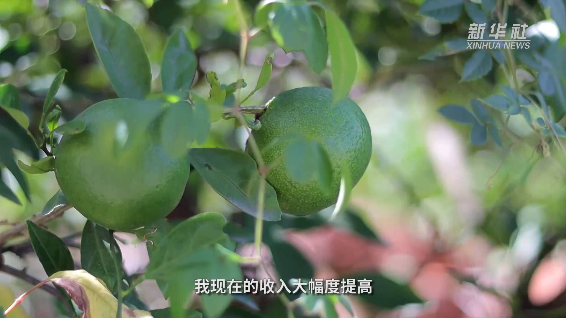 江河奔腾看中国·长江行｜艾家镇的新变化休闲区蓝鸢梦想 - Www.slyday.coM