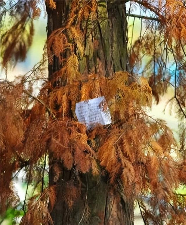 美醉了！肇庆最美秋色陆续上线，惊艳的风景都在这里了休闲区蓝鸢梦想 - Www.slyday.coM