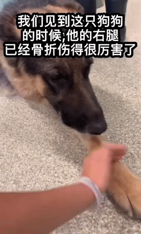 狗狗截肢后被领养，看到新主人的那刻，网友们泪目了！休闲区蓝鸢梦想 - Www.slyday.coM
