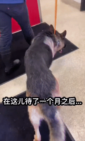 狗狗截肢后被领养，看到新主人的那刻，网友们泪目了！休闲区蓝鸢梦想 - Www.slyday.coM