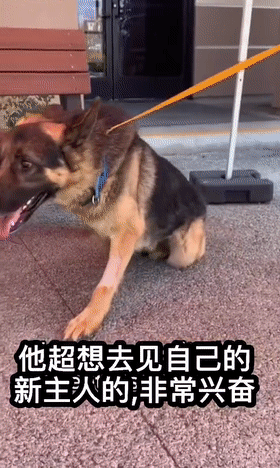狗狗截肢后被领养，看到新主人的那刻，网友们泪目了！休闲区蓝鸢梦想 - Www.slyday.coM