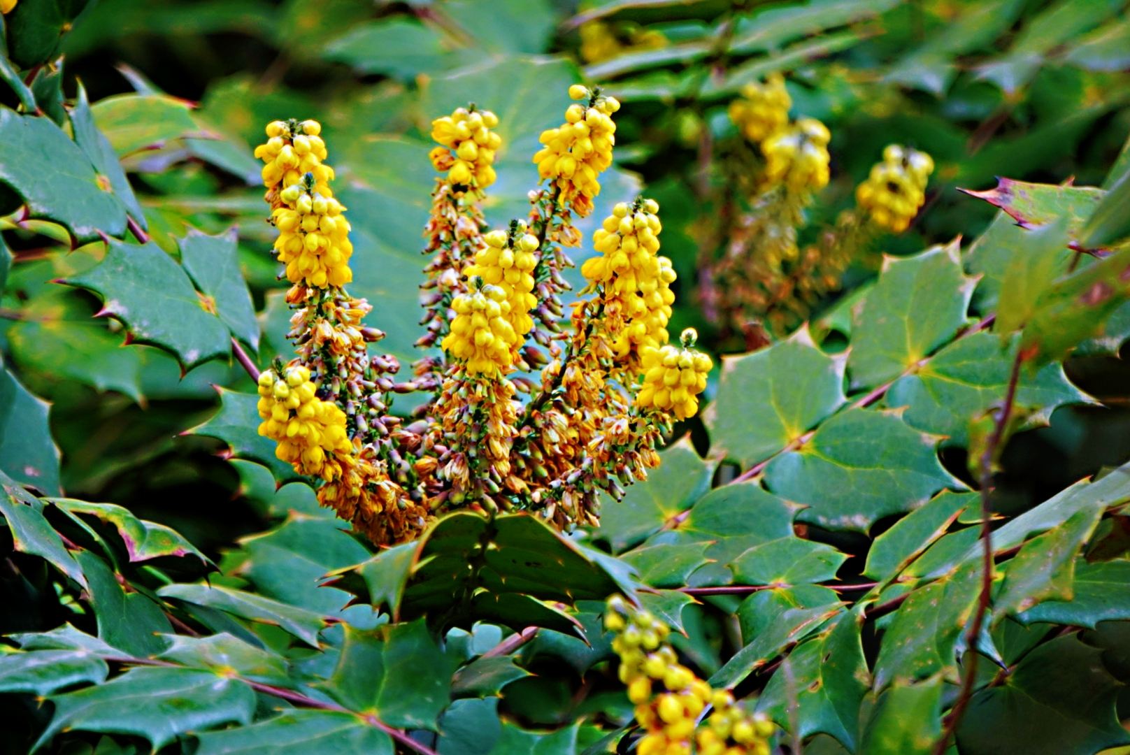 阔叶十大功劳,武侠小说中常用的解毒植物,你的家乡是否有生长?