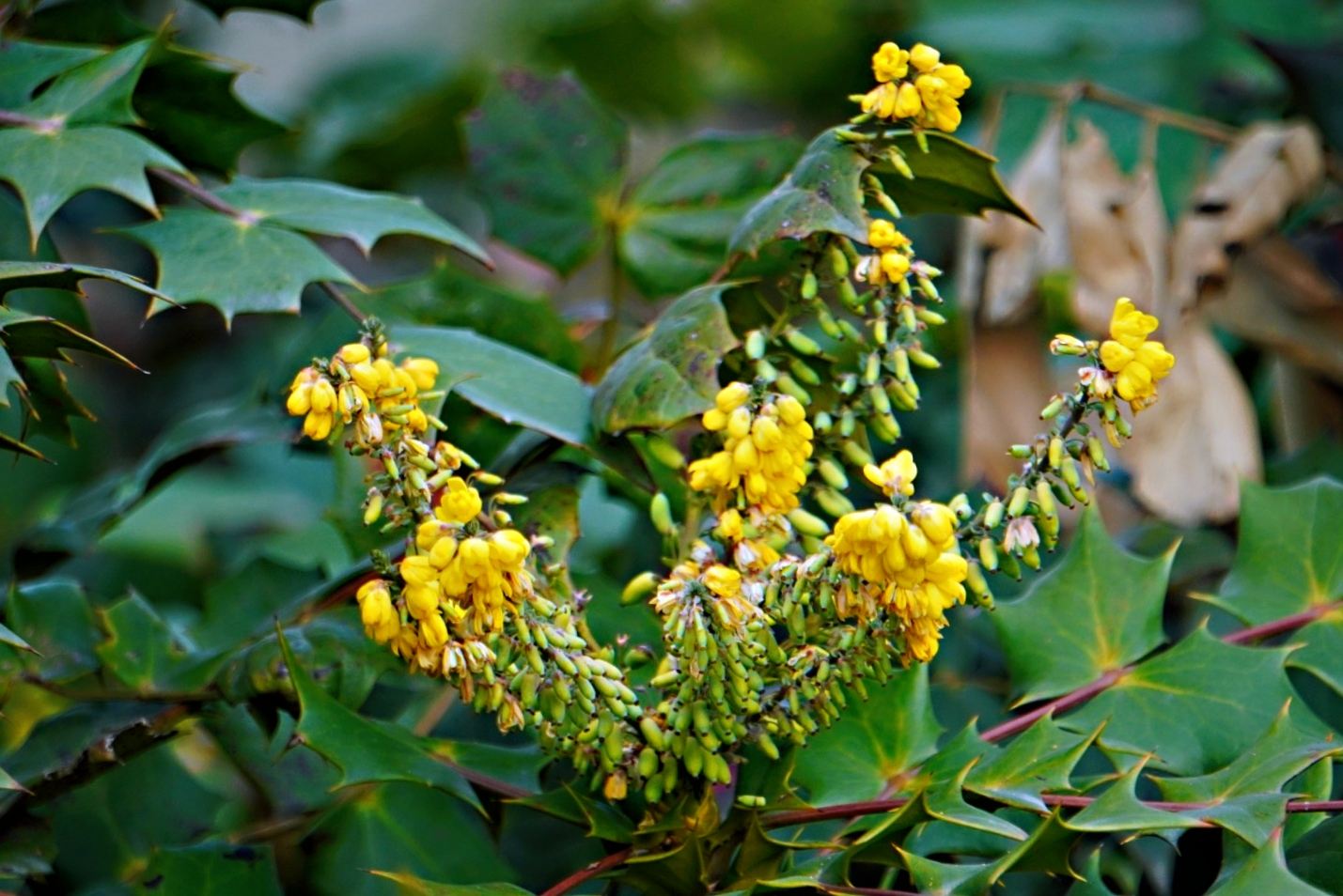 阔叶十大功劳,武侠小说中常用的解毒植物,你的家乡是否有生长?