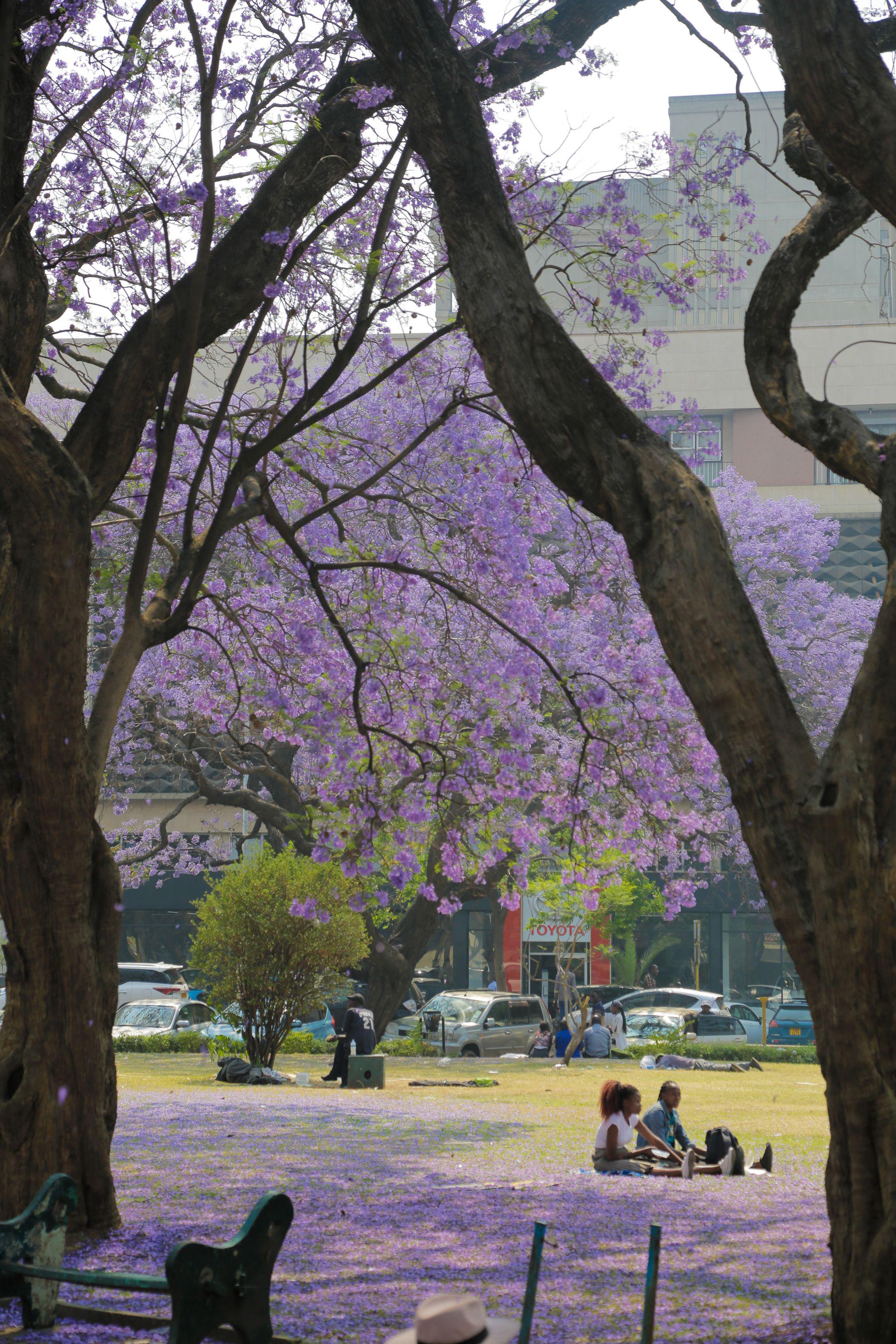 哈拉雷:蓝花楹盛开|津巴布韦|新华社|哈拉雷_新浪新闻