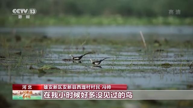 江河奔腾看中国丨白洋淀：碧波荡漾“活”水来 生态湿地鸟翩跹休闲区蓝鸢梦想 - Www.slyday.coM