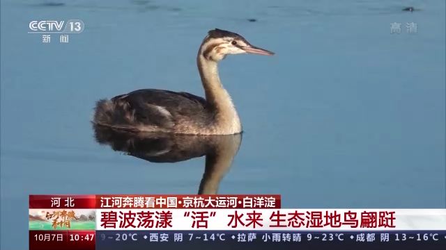江河奔腾看中国丨白洋淀：碧波荡漾“活”水来 生态湿地鸟翩跹休闲区蓝鸢梦想 - Www.slyday.coM