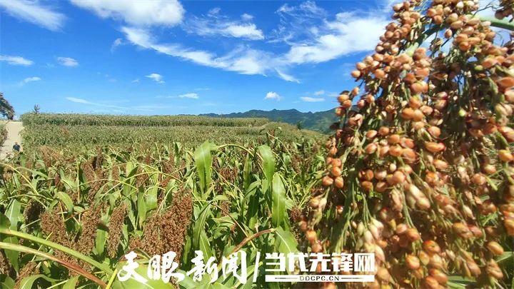 茅台红缨子高粱种植规模 农民如何靠高粱致富