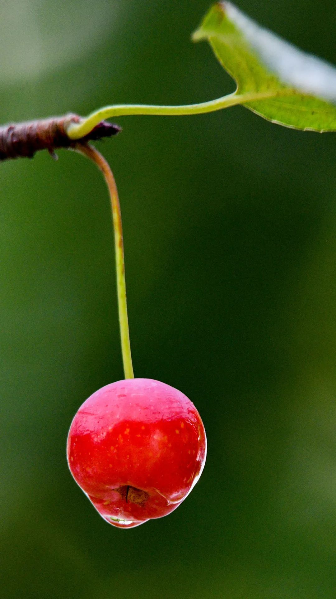 雨后的海棠果上挂着水珠.