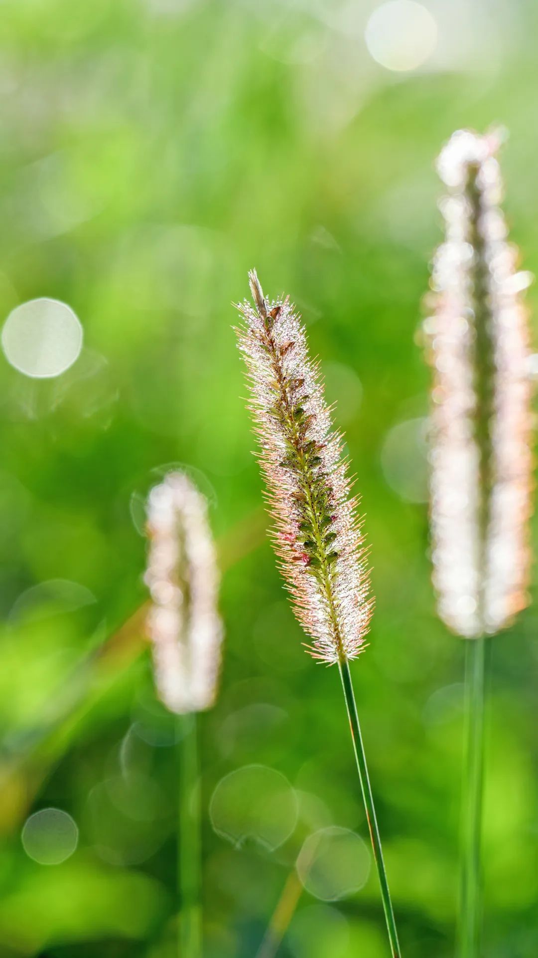 狗尾草上挂满露珠.