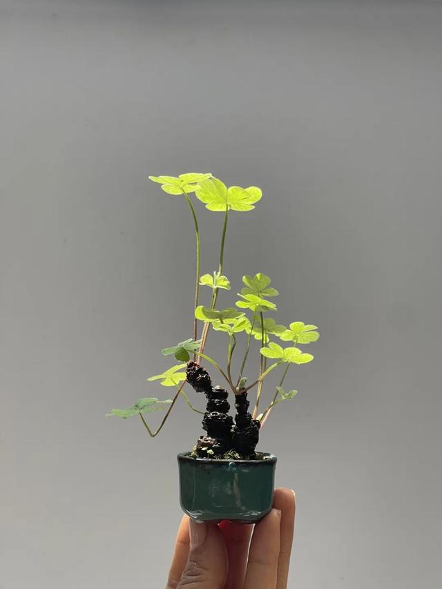 ps绘制三叶草操作步骤一览 不会用PS怎么做出好看的封面