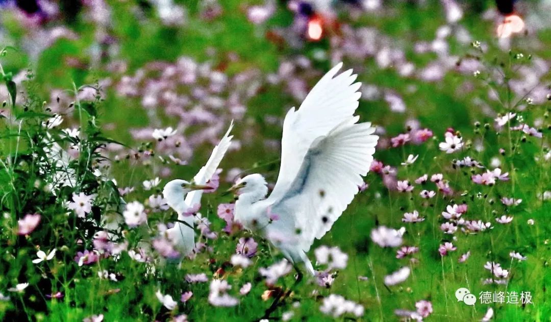 平淡，是你的眼 ~ 91.8美图秀，有意思的生活休闲区蓝鸢梦想 - Www.slyday.coM