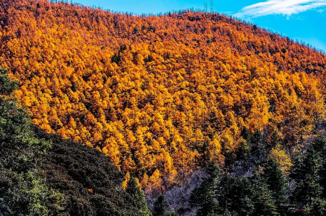 香格里拉的秋天：色彩的盛宴休闲区蓝鸢梦想 - Www.slyday.coM