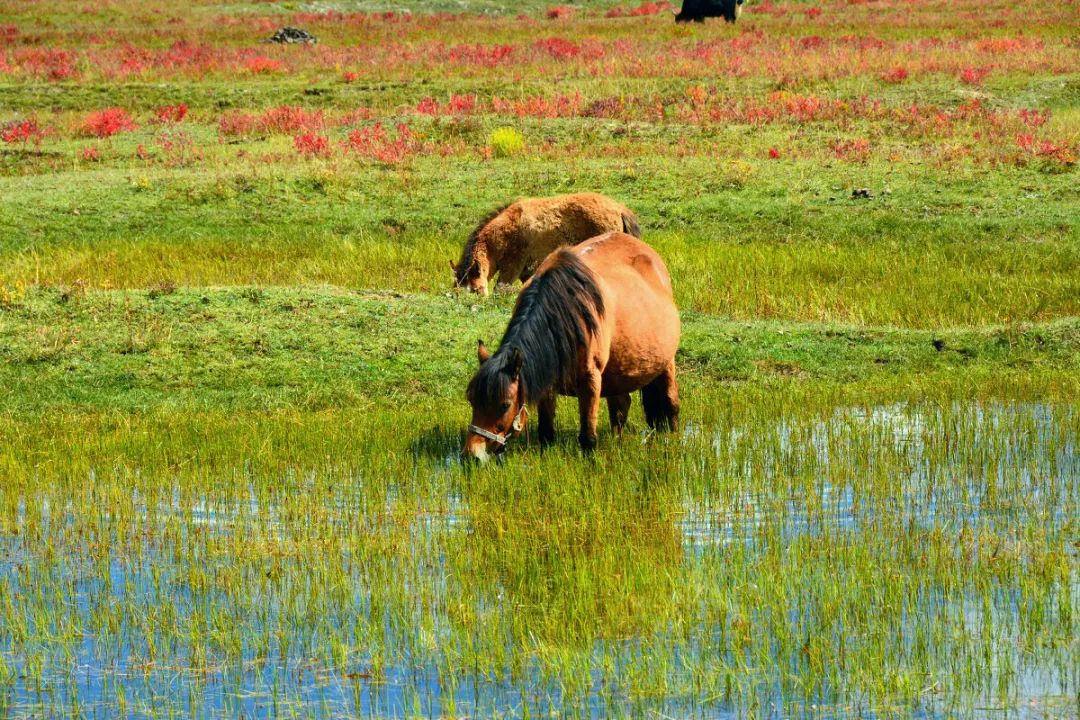 香格里拉的秋天：色彩的盛宴休闲区蓝鸢梦想 - Www.slyday.coM